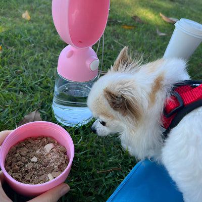 gourde-chien-rose