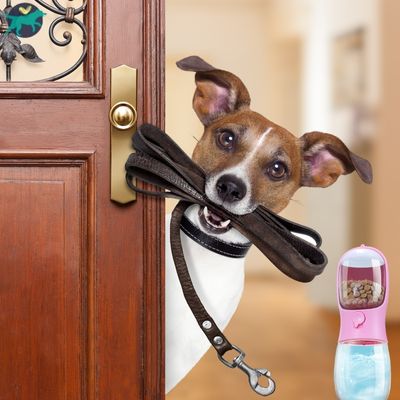 gourde-pour-chien-avec-boite