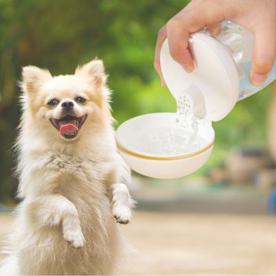 gourde-pour-chien-blanche