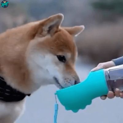 gourde-pour-chien-bleu