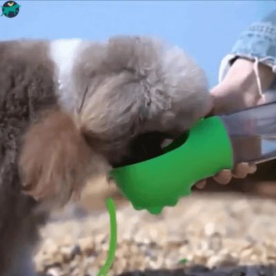 gourde-pour-chien-pratique