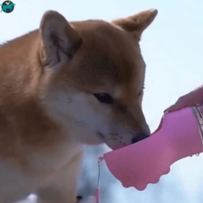 gourde-pour-chien-rose