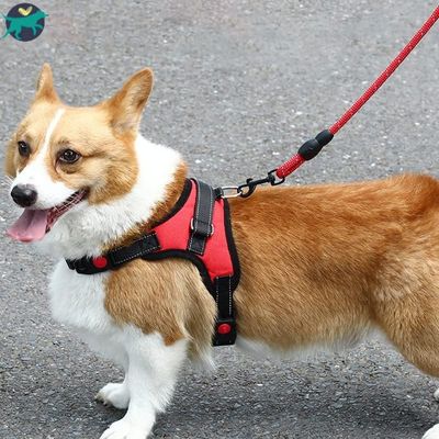 harnais-chien-petit