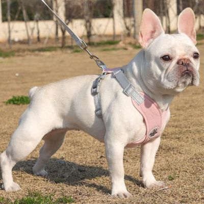 harnais-chien-rose-x