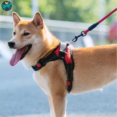 harnais-chien-rouge_43cd246b-b96a-460c-8925-d956169414de