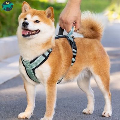 harnais-chien-vert