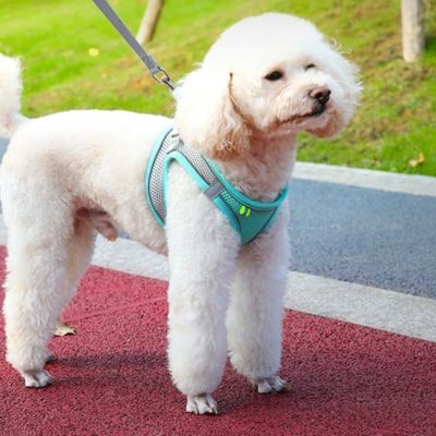 Harnais petit chien | WellDog™