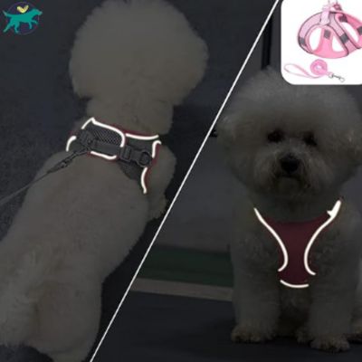 harnais-petit-chien-visibilité