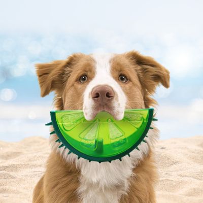 jouet-pour-chien-citron-vert