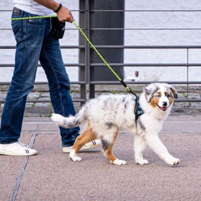 laisse-pour-chien-corde-escalade