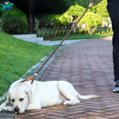 laisse-pour-chien-corde_cfae36e1-add4-4f42-a7a3-6c341c30b140