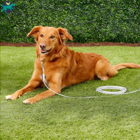 LAISSE POUR CHIEN | GoLeash™