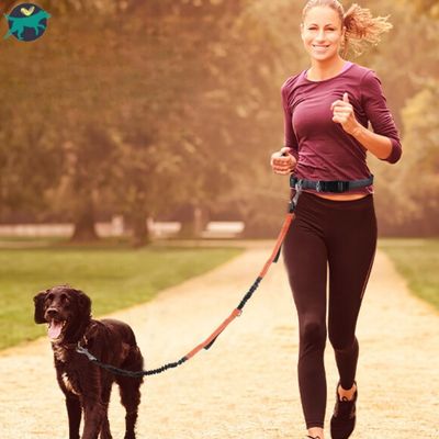 laisse-pour-chien-orange