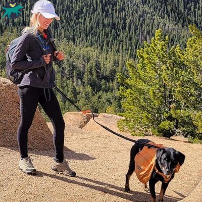 laisse-pour-chien-pratique