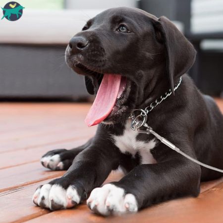 LAISSE POUR CHIEN | GoLeash™