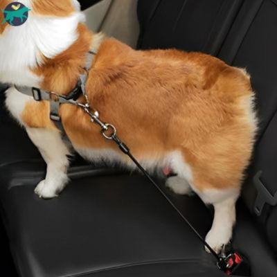 laisse pour chien securite voiture