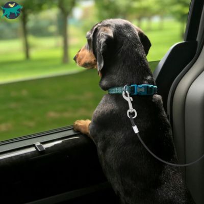 laisse pour chien voiture