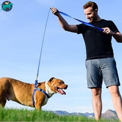 Longe pour chien | TrailLeash™