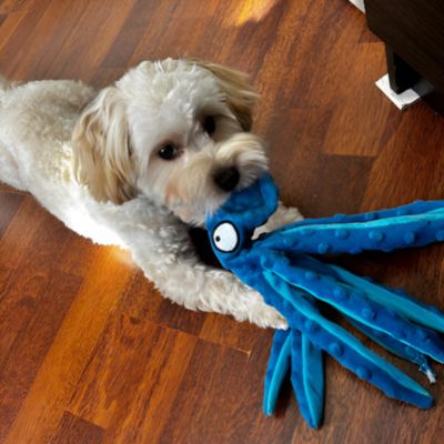 peluche-pour-chien-pieuvre-couine