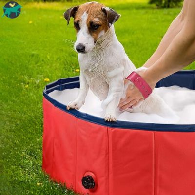 piscine-pour-chien-douche
