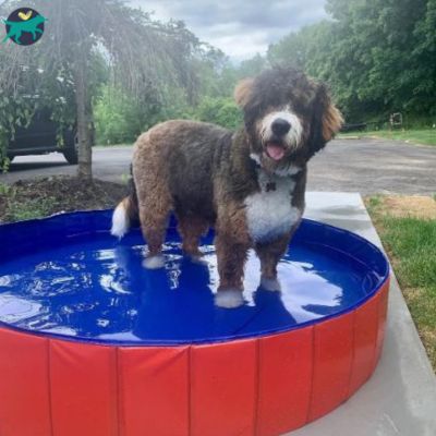 piscine-pour-chien-petit