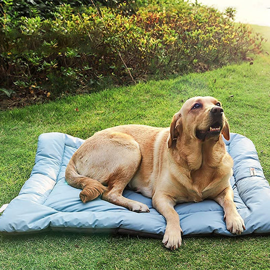 tapis-pour-chien-couchage-lit-de-camp-bleu