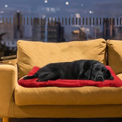 tapis-pour-chien-couchage-lit-de-camp-sur-canape