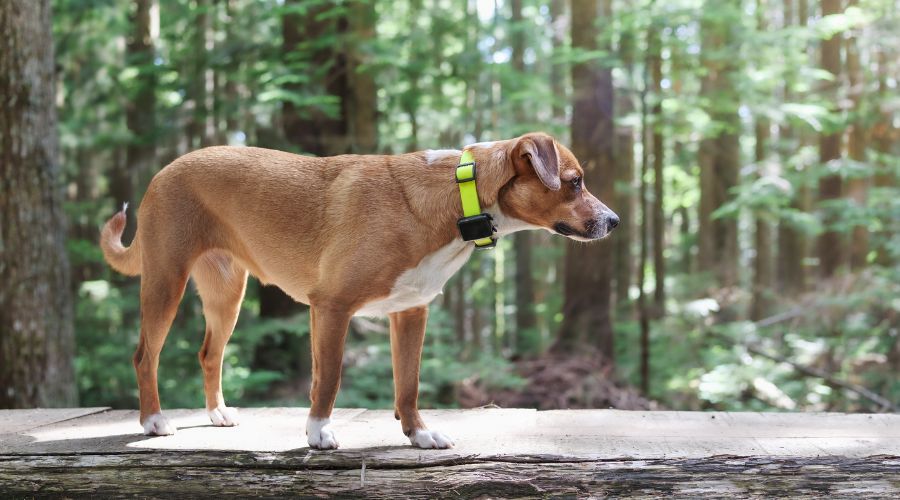 collier-chien-GPS