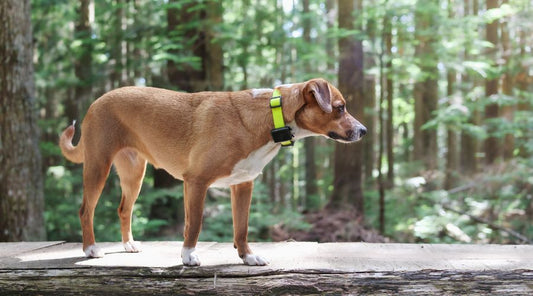 collier-chien-GPS
