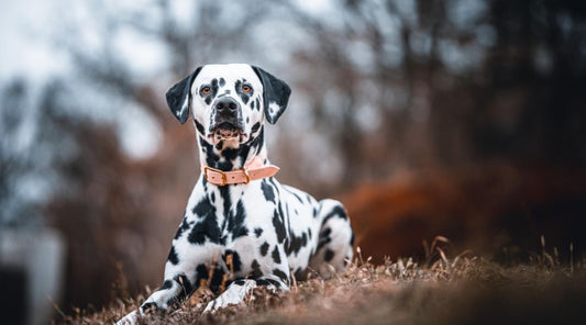 collier-chien-grand