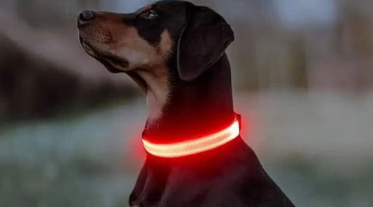 collier-chien-lumineux