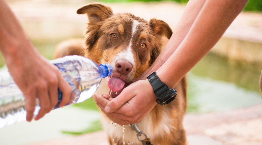 gourde-pour-chien