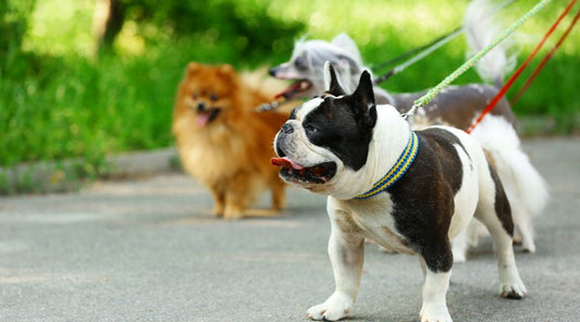 guide-laisse-pour-chien