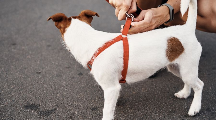 harnais-anti-traction-chien-sangles