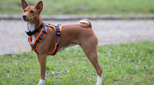 harnais-chien-comment-bien-choisir