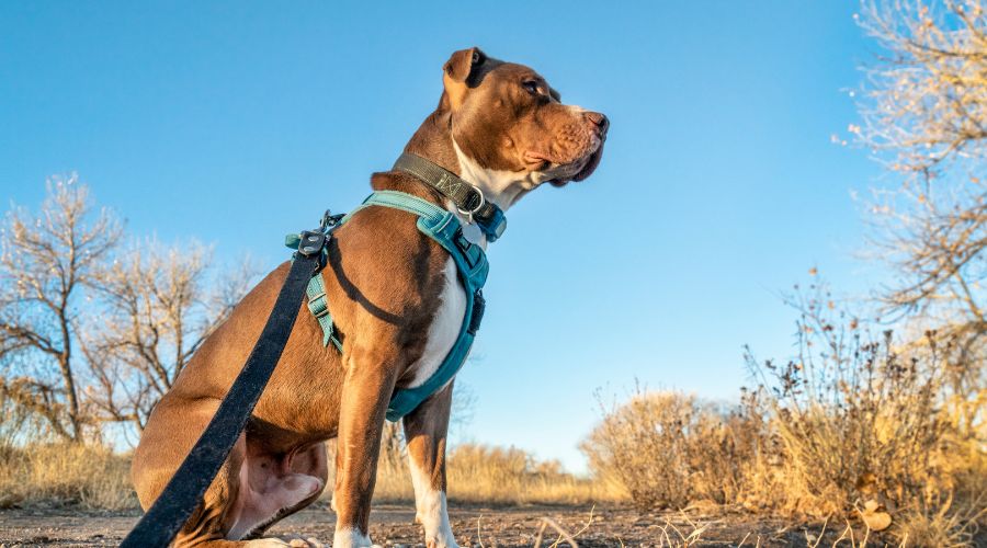 harnais-chien-faire-le-bon-choix