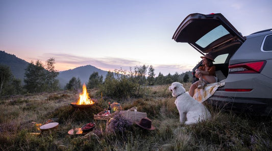 harnais-chien-vacances