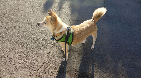 harnais-pour-petit-chien