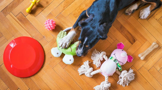 jouet-interactif-pour-chien