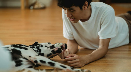 jouet pour chien avec son maitre