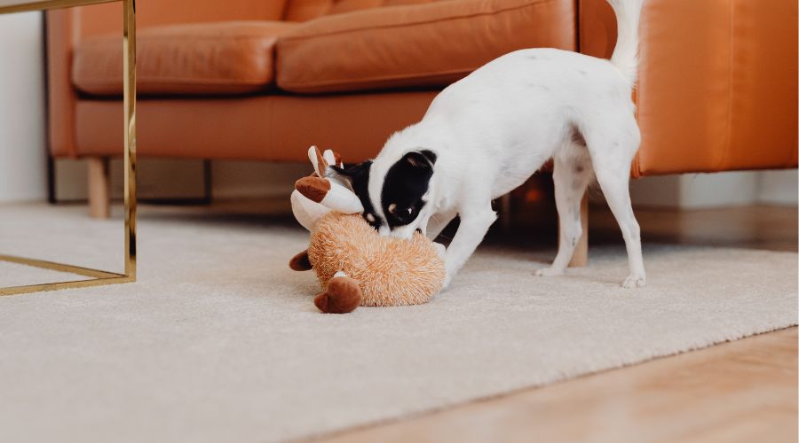 jouet pour chien dans salon