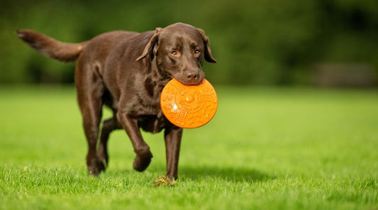 jouet pour chien frizbee