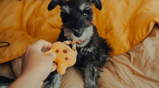 jouet-pour-chien-pour-chiens-stressés