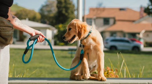 laisse-pour-chien-apprentissage