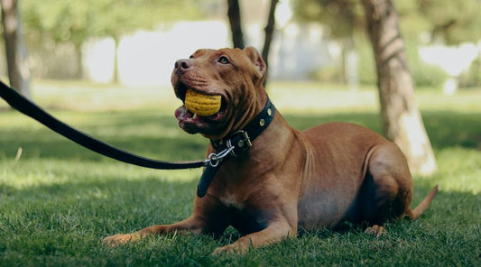 laisse-pour-chien-comment-choisir