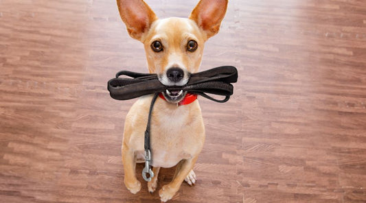laisse-pour-chien-dressage