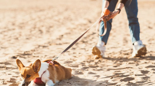 laisse-pour-chien-longe