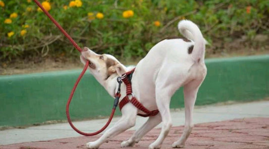 laisse pour chien qui tire en laisse