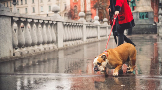 laisse pour chien qui tire