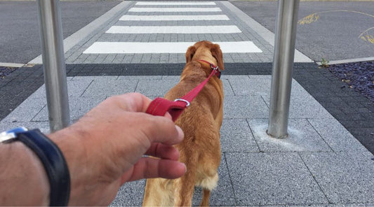 laisse-pour-chien-rouge